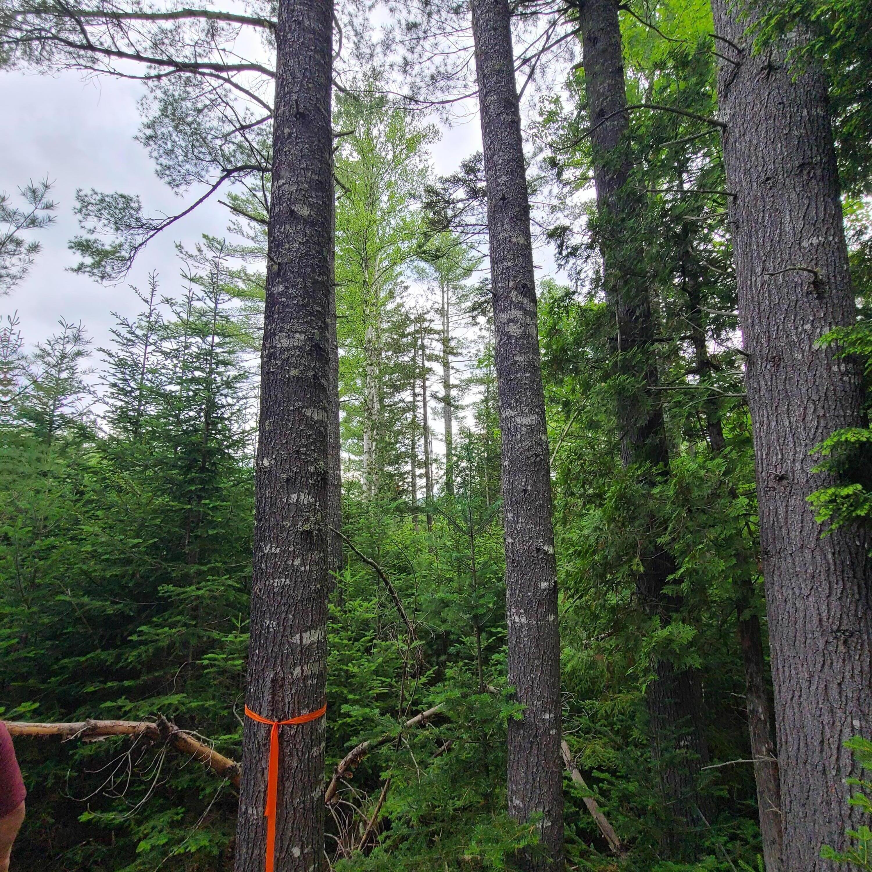 Lot 50 Map 14) Andover, ME 04216 - Photo 11 of 19