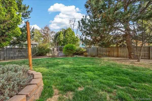 a view of a park with a large tree