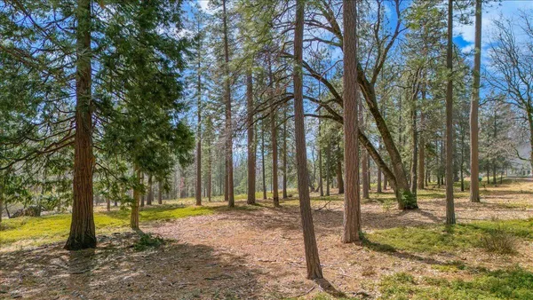 a view of a tree in a yard with large trees