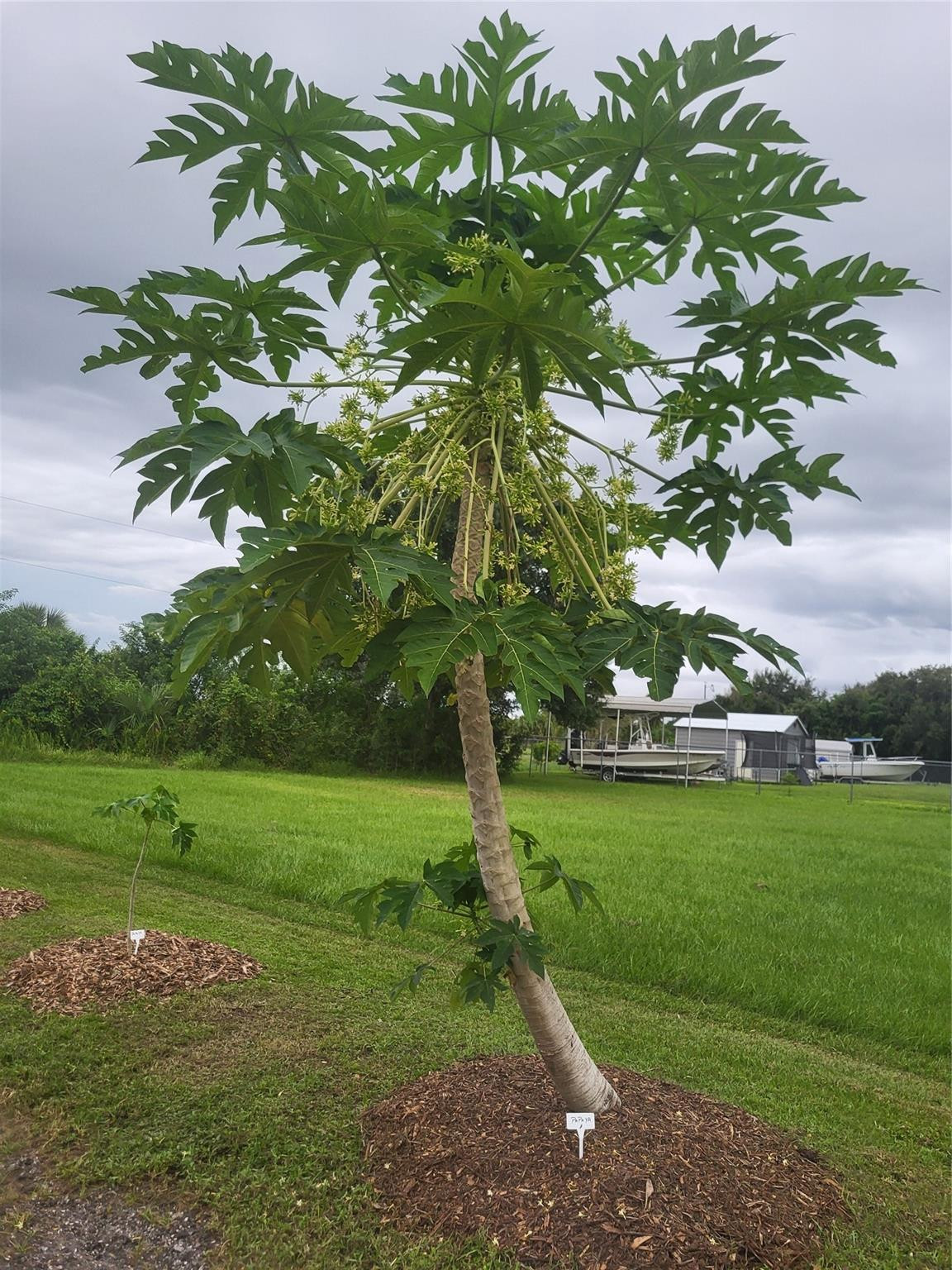 136 Southwest 85th Avenue Okeechobee, FL 34974 - Photo 41 of 59 Photo 41