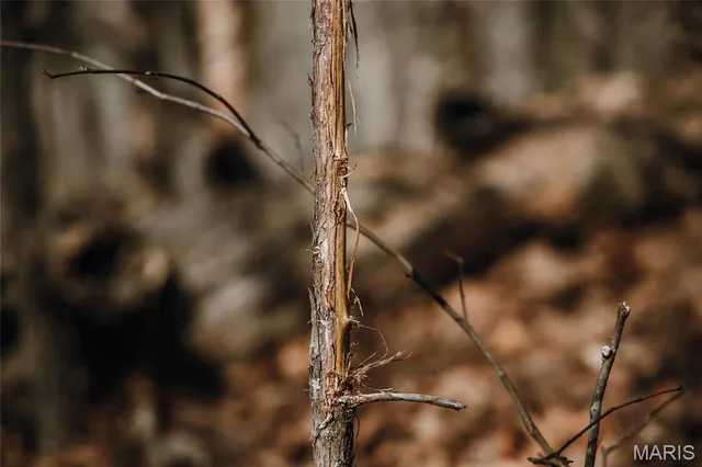 $2,200,000 | 5019 Wayne 380, Patterson, MO 63956