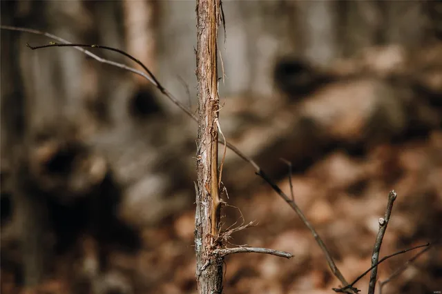 $2,200,000 | 5019 Wayne 380, Patterson, MO 63956