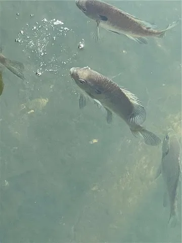 $190,000 | 448 Notch Lane, Unit 3, Reeds Spring, MO 65737