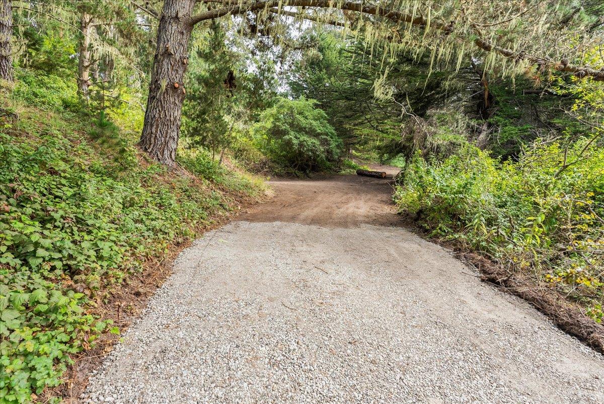 0 Stage Road San Gregorio, CA 94074 - Photo 12 of 48 a view of a plants with pathway