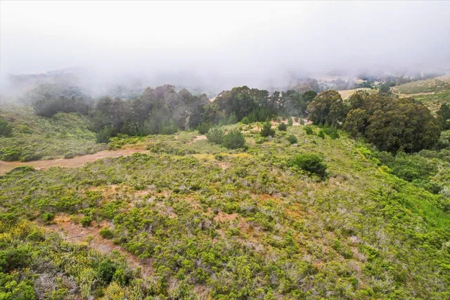 a close up of a plant in a garden