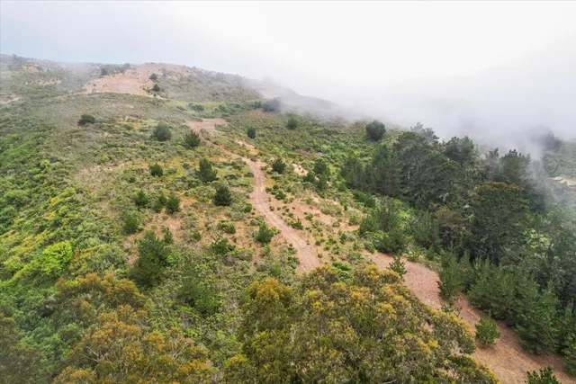 a view of a bunch of trees and bushes
