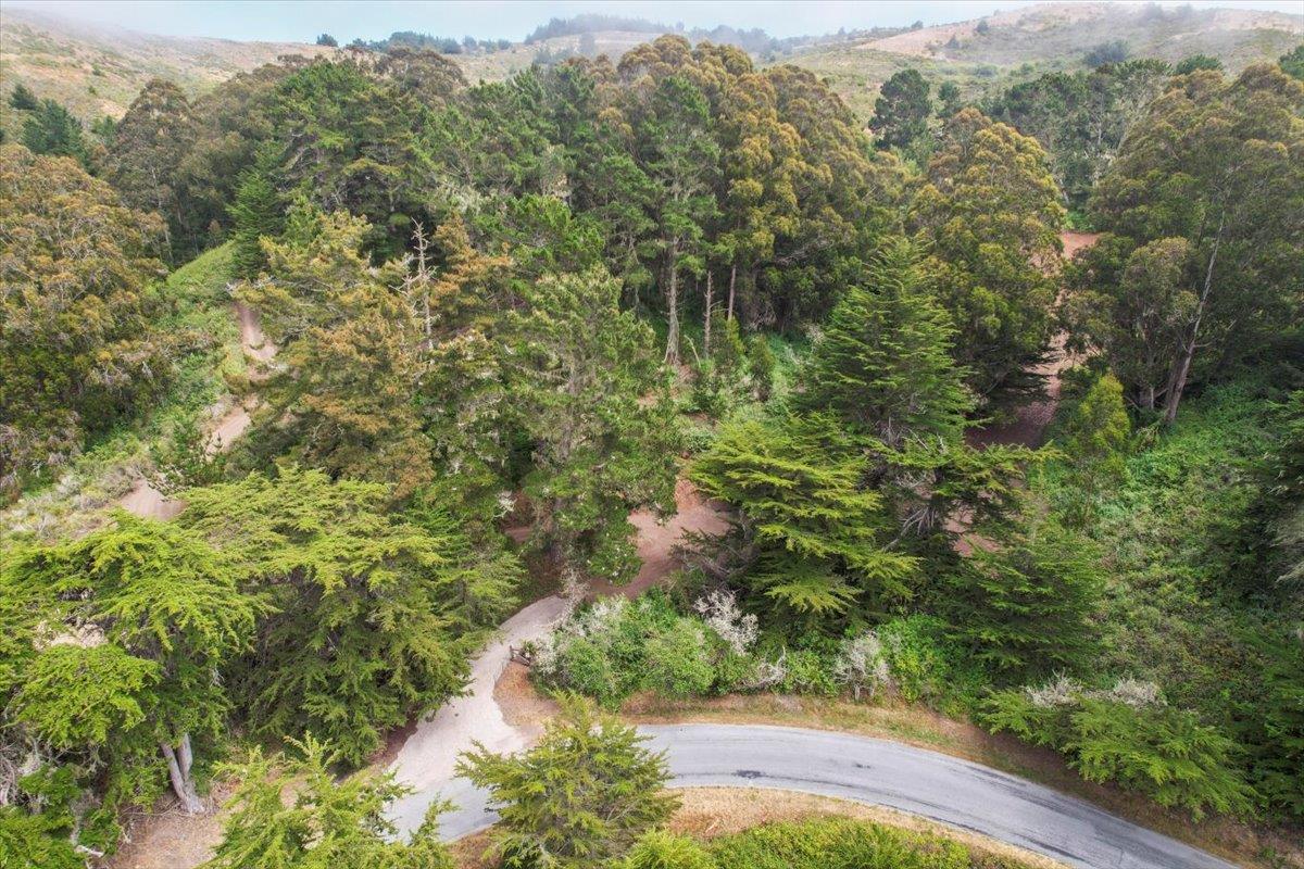 0 Stage Road San Gregorio, CA 94074 - Photo 32 of 48 a view of a forest with an outdoor space