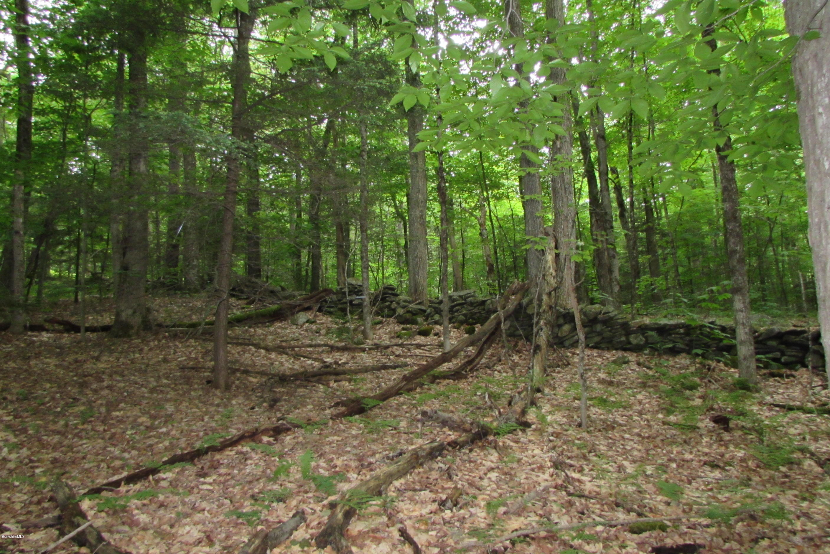 Washington Mountain Road Becket, MA 01223 - Photo 2 of 13 a view of a forest with trees