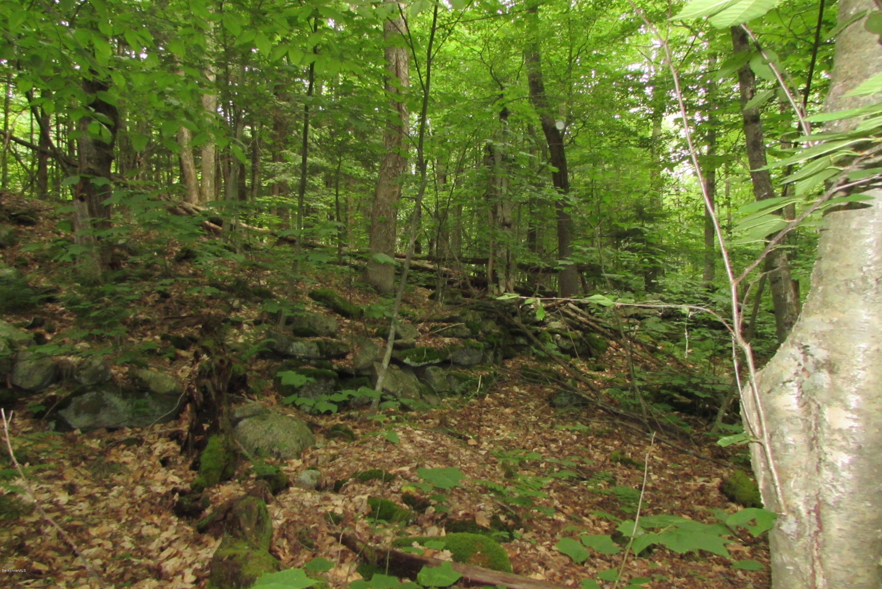 Washington Mountain Road Becket, MA 01223 - Photo 11 of 13 a view of a lush green forest