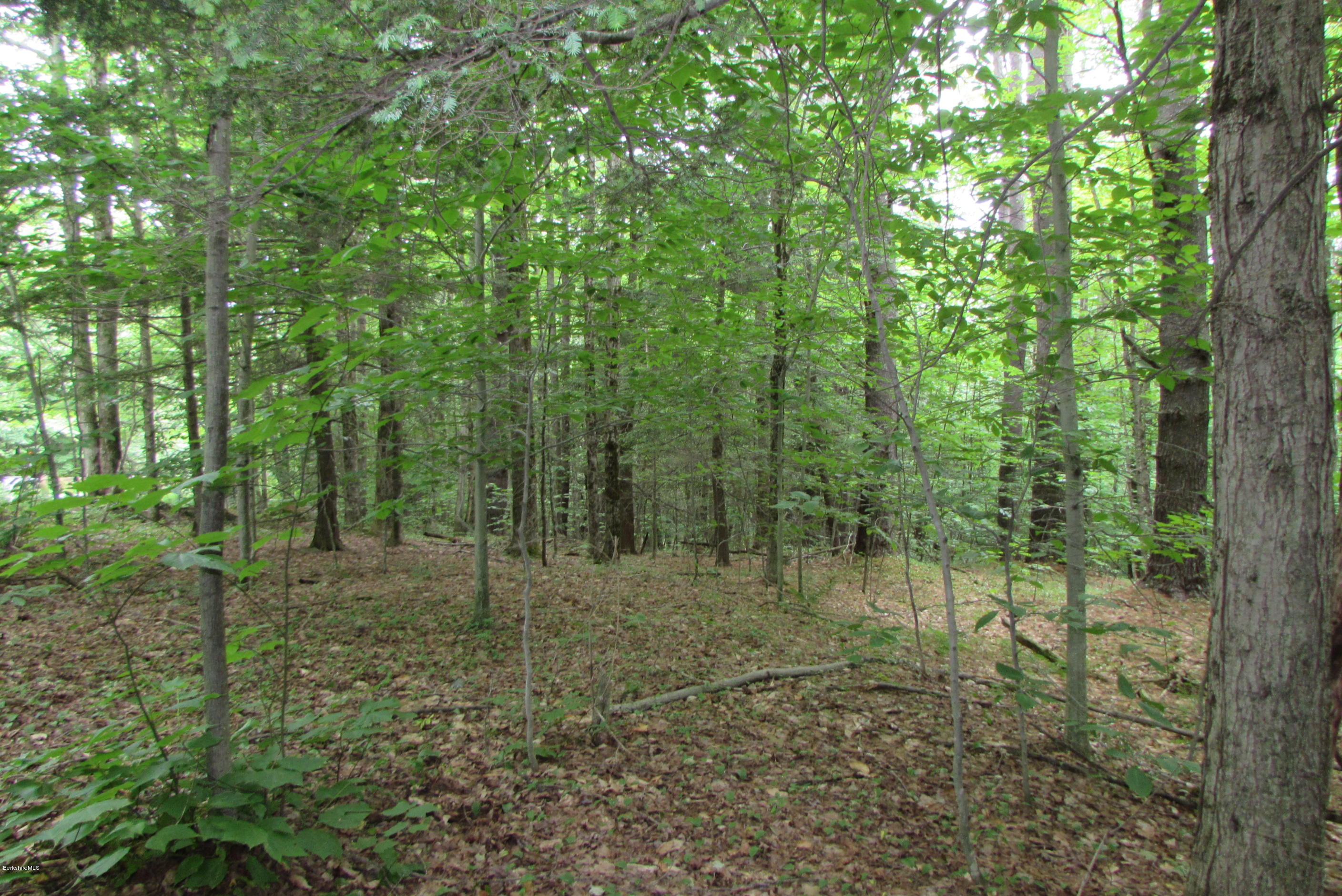 Washington Mountain Road Becket, MA 01223 - Photo 13 of 13 a view of a forest with trees in the background