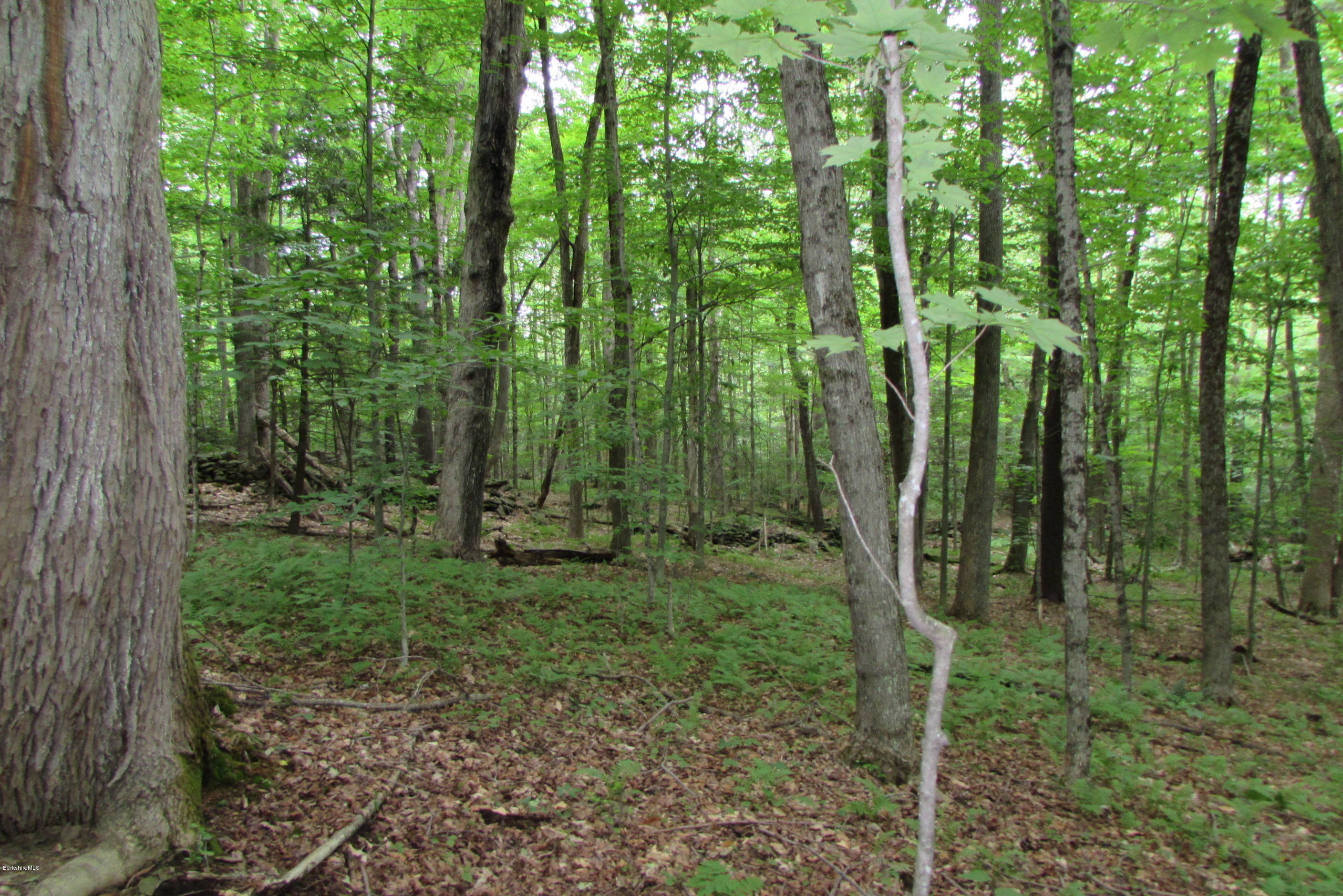 Washington Mountain Road Becket, MA 01223 - Photo 4 of 13 a view of a forest with a trees