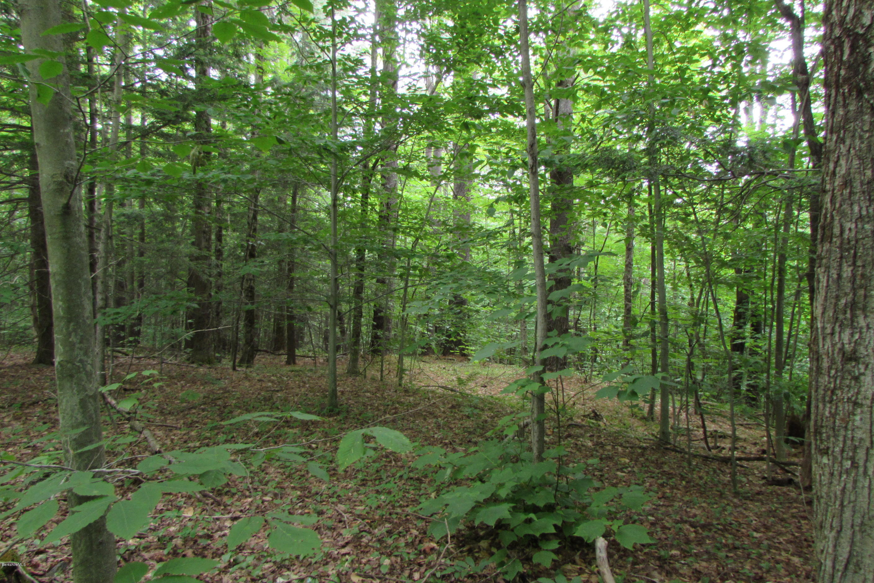 Washington Mountain Road Becket, MA 01223 - Photo 5 of 13 a view of a forest that has large trees
