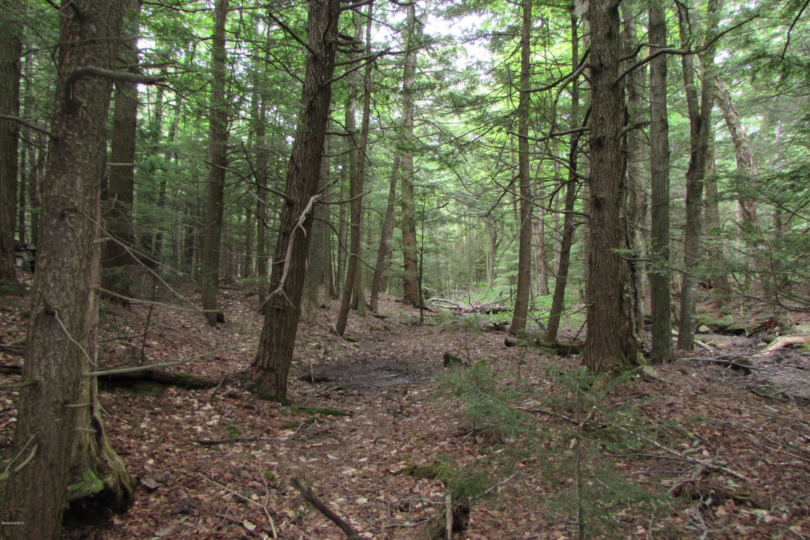 Washington Mountain Road Becket, MA 01223 - Photo 8 of 13 a view of a forest with trees in the background