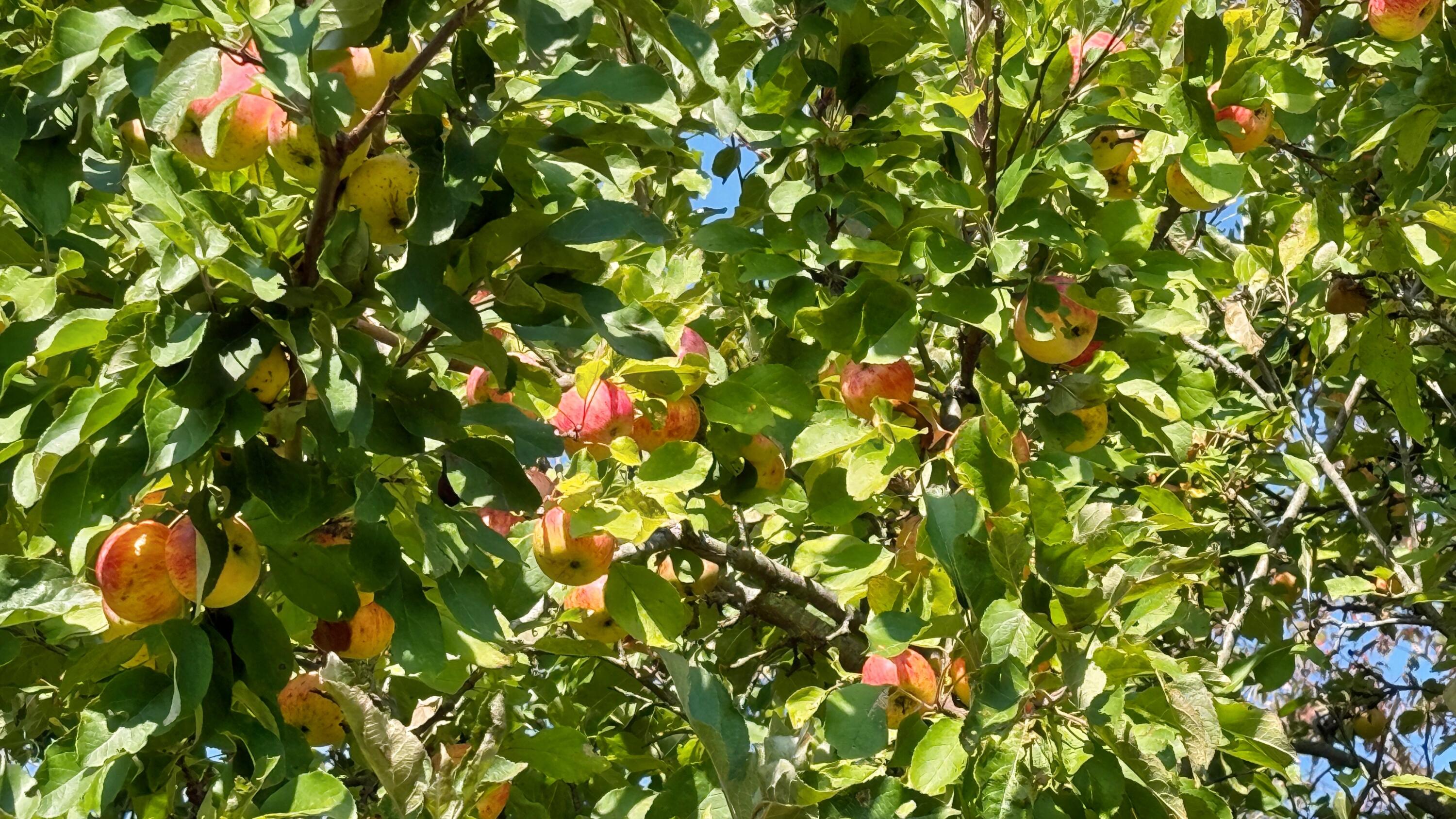 85 Lubec Road Whiting, ME 04691 - Photo 19 of 21 IMG_8951