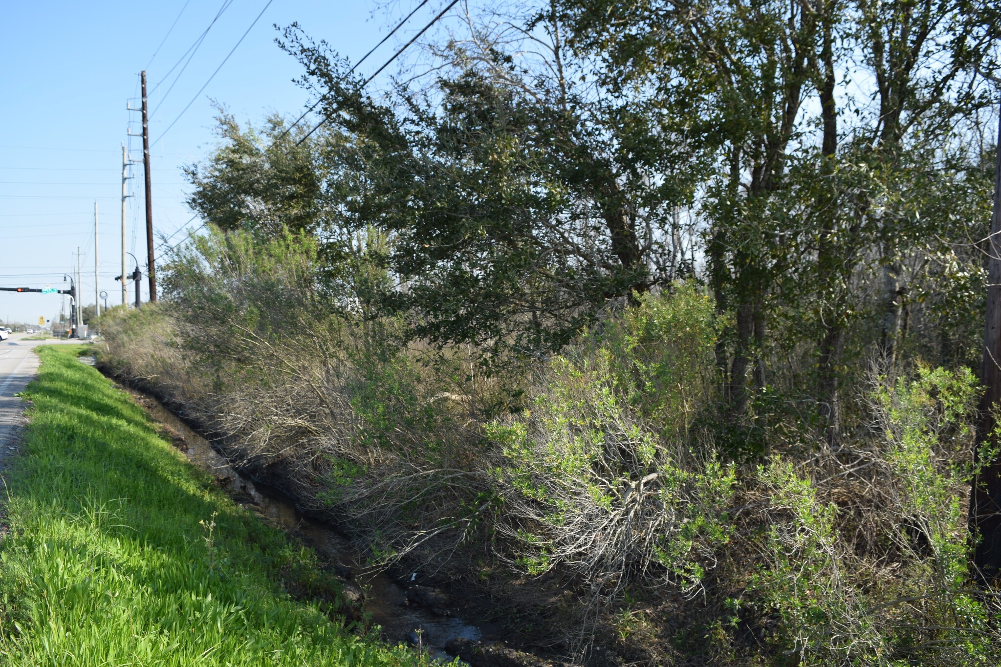 0 Bailey Road Pearland, TX 77584 - Photo 15 of 22 a view of a forest with a tree