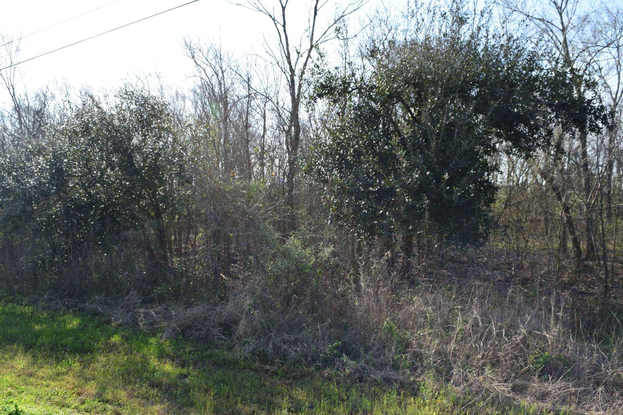 0 Bailey Road Pearland, TX 77584 - Photo 18 of 22 a view of forest