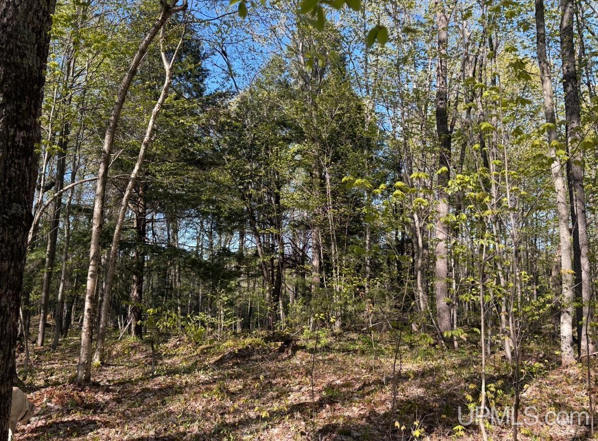 94-acres Peter White Road Deerton, MI 49822 - Photo 8 of 24