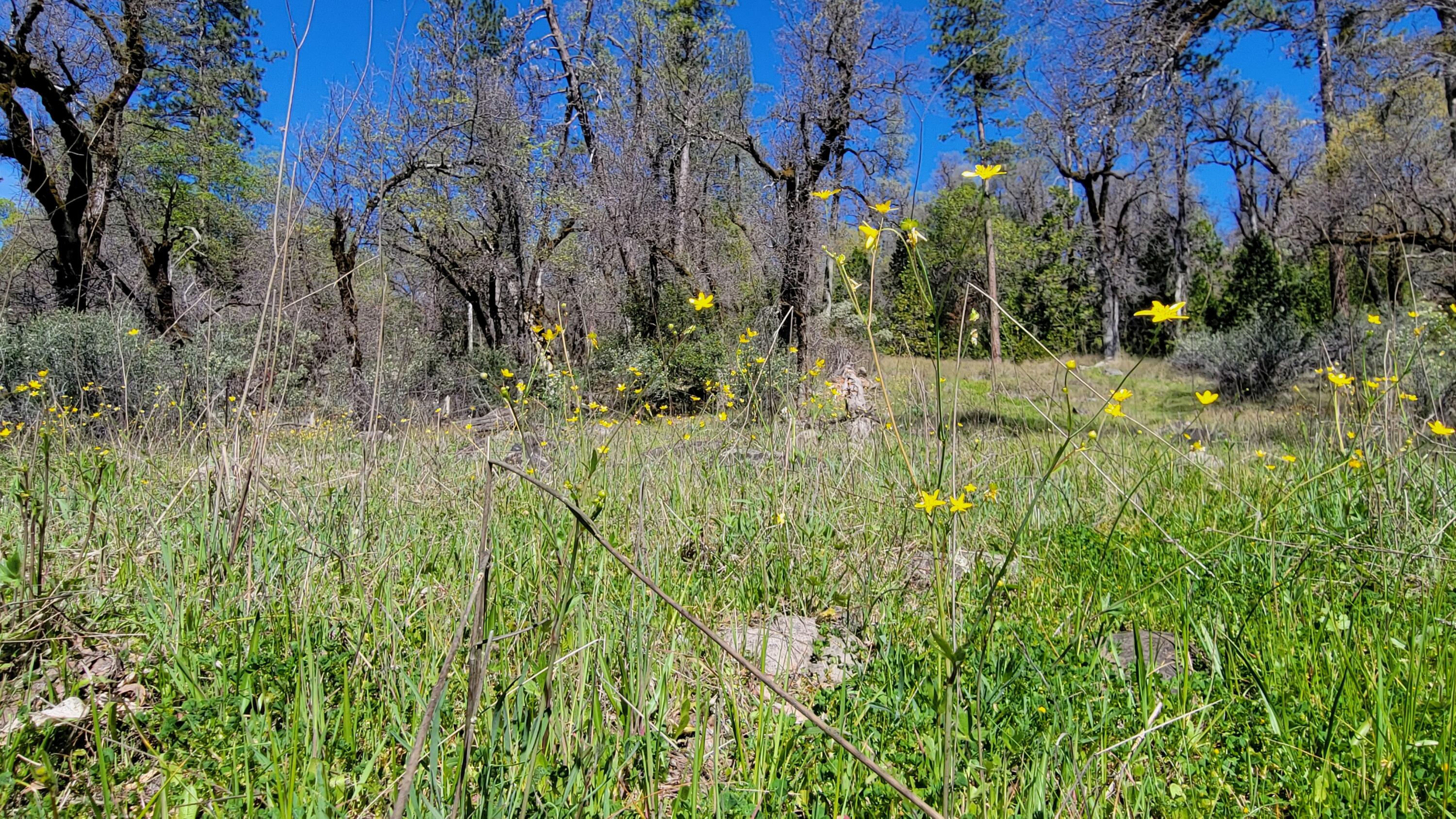 0 Jacey's Tract Road Oak Run, CA 96069 - Photo 10 of 35 20260317_120522