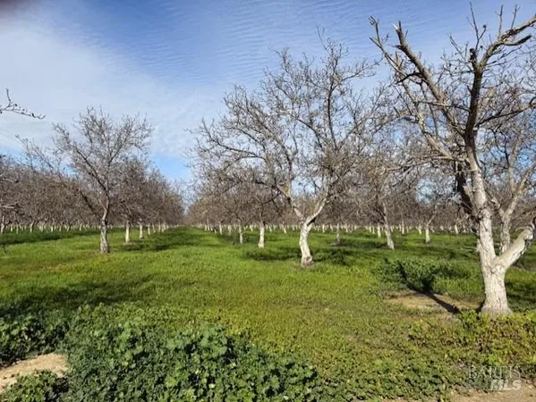 a view of a garden with a tree
