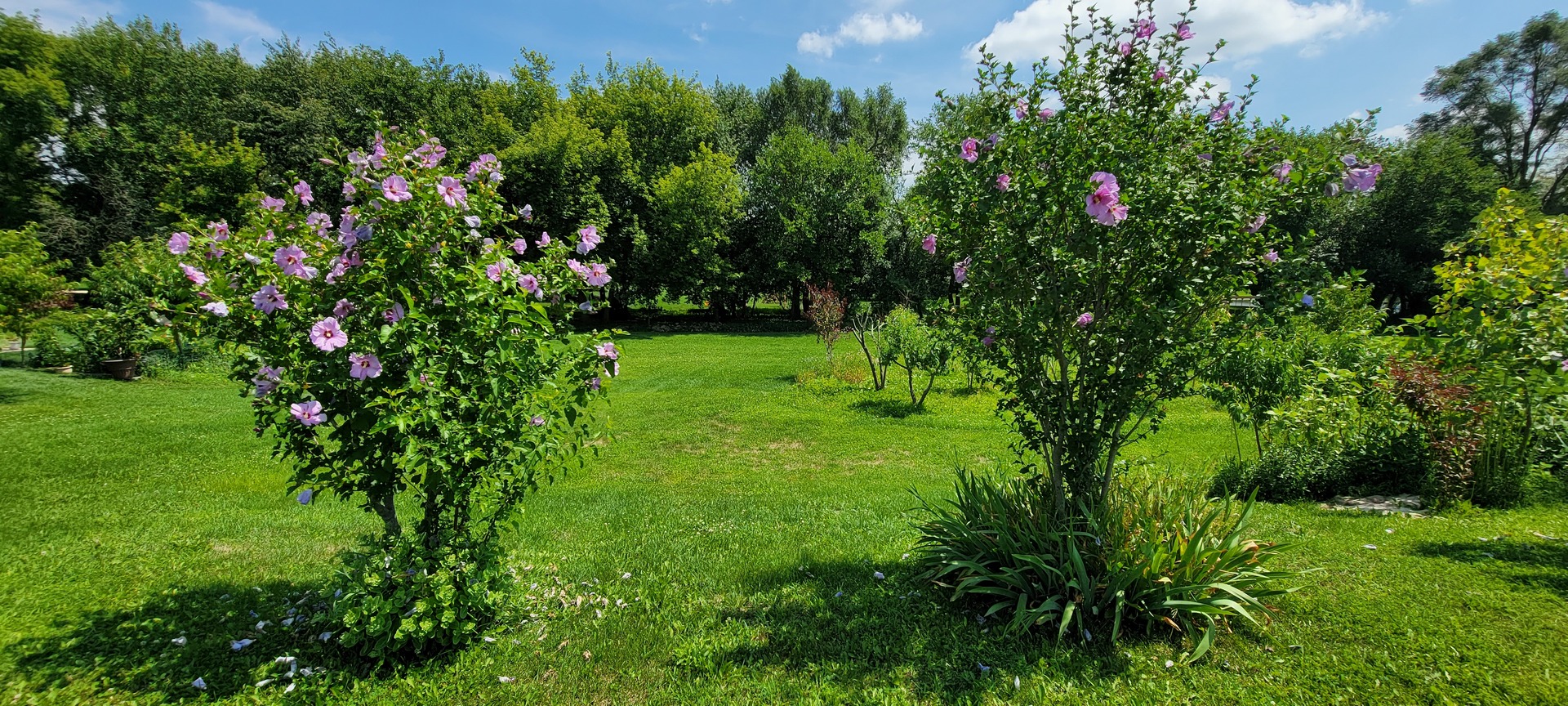 3059 Longcommon Parkway Elgin, IL 60124 - Photo 6 of 13 a view of a large yard with lots of green space and plants