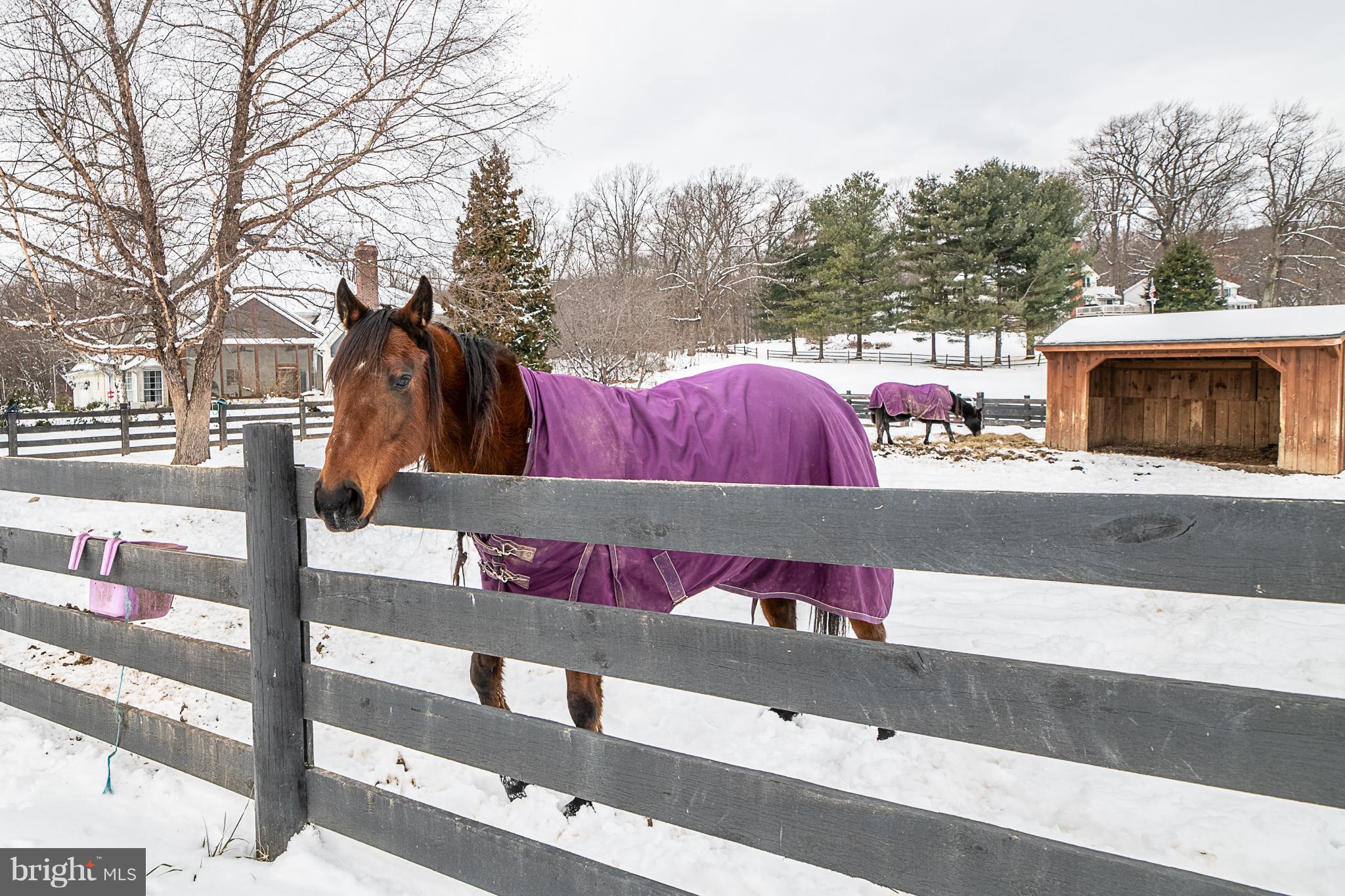13762 Taylorstown Road Leesburg, VA 20176 - Photo 28 of 36 Friendly horses next door!