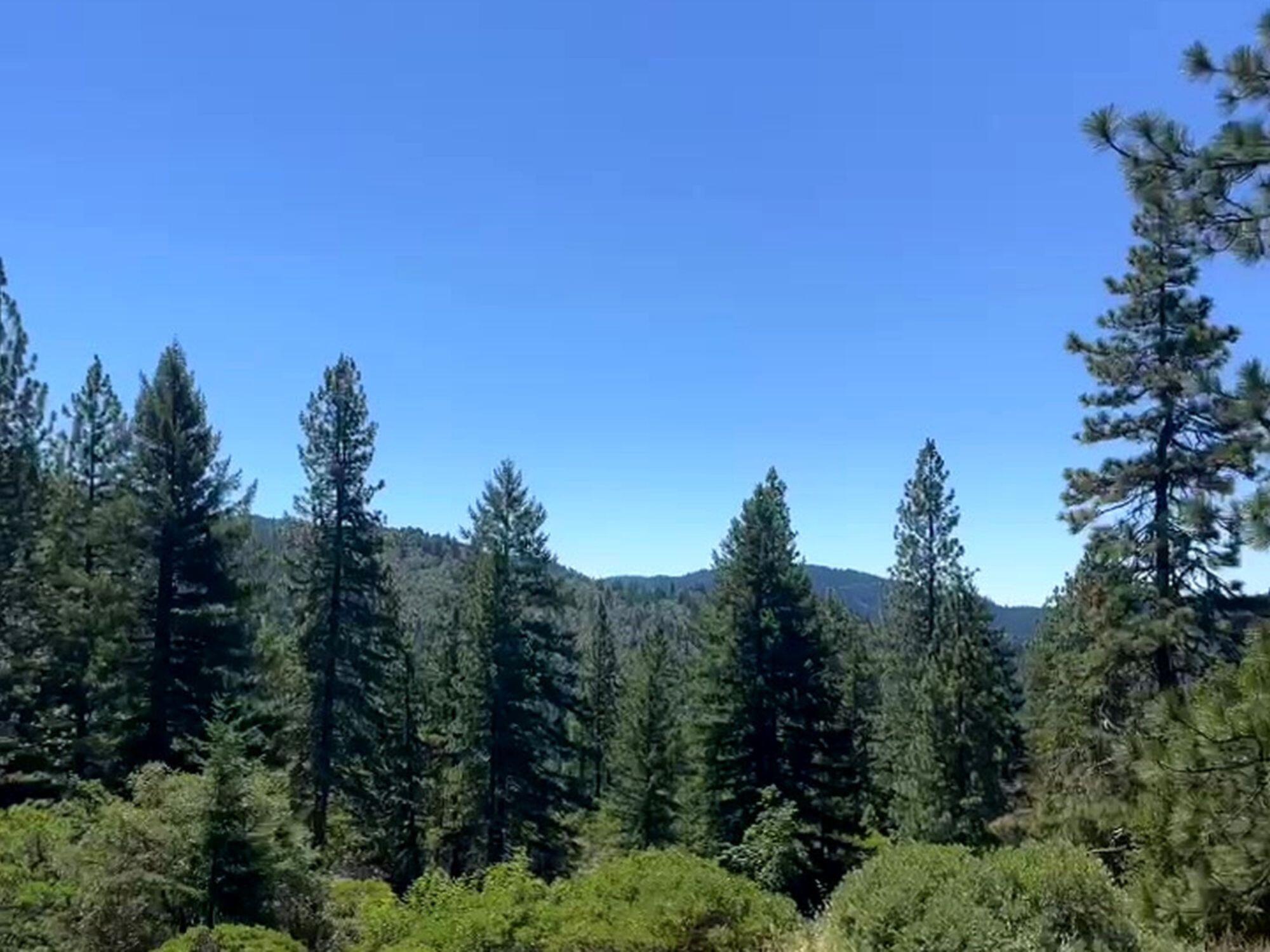 46 Burr Valley Road Bridgeville, CA 95526 - Photo 2 of 23 Gallery Image 2