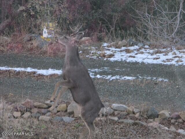 2549 Shadow Valley Ranch Road Prescott, AZ 86305 - Photo 90 of 91 Deer up on hind legs