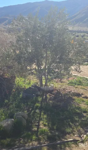 a view of a yard with a tree