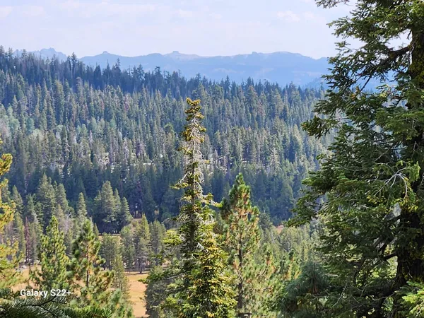 a view of a lush green forest with trees in the background