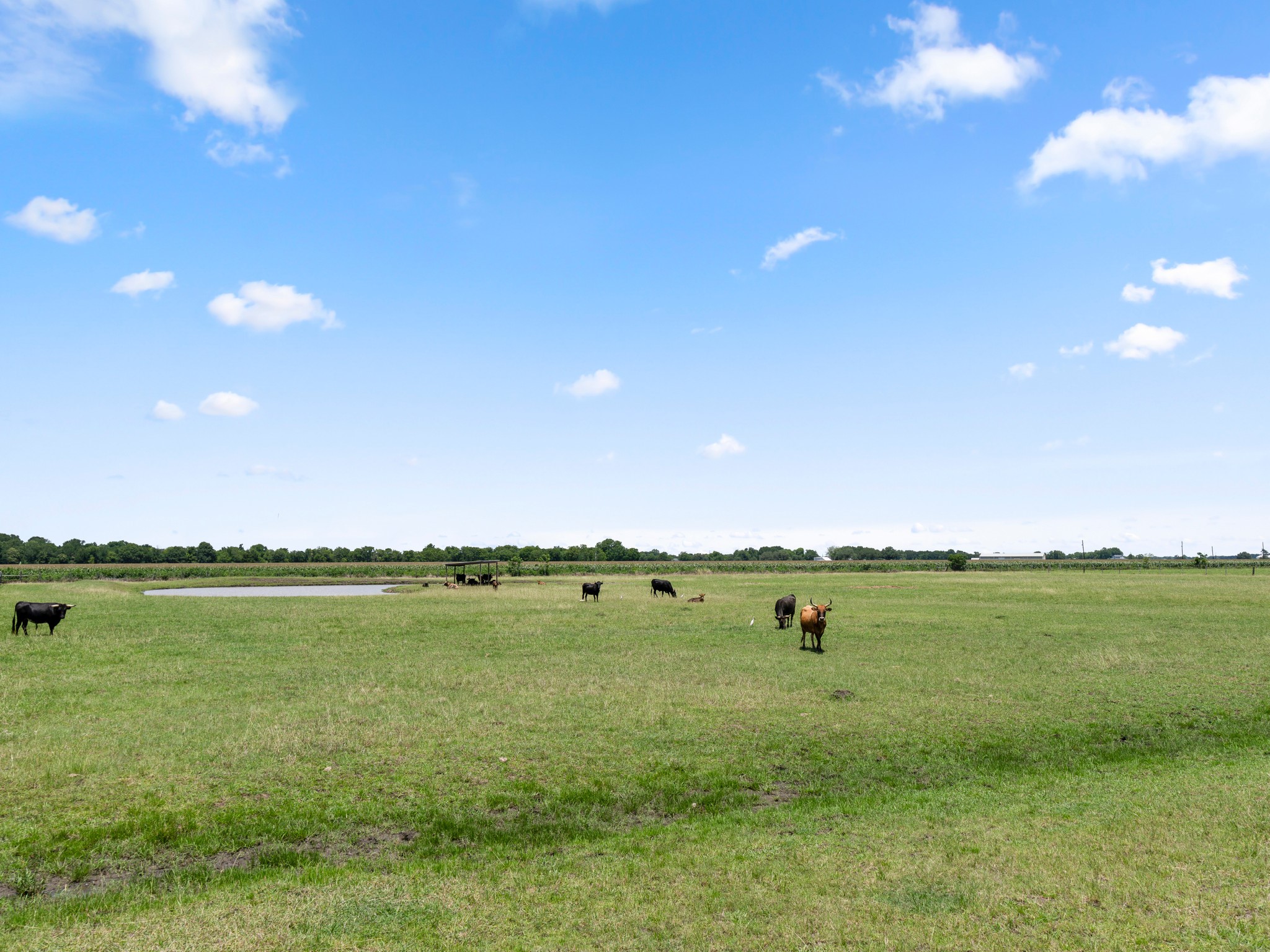 10630 Brinkmeyer Road Needville, TX 77461 - Photo 49 of 50 a view of an ocean from a yard