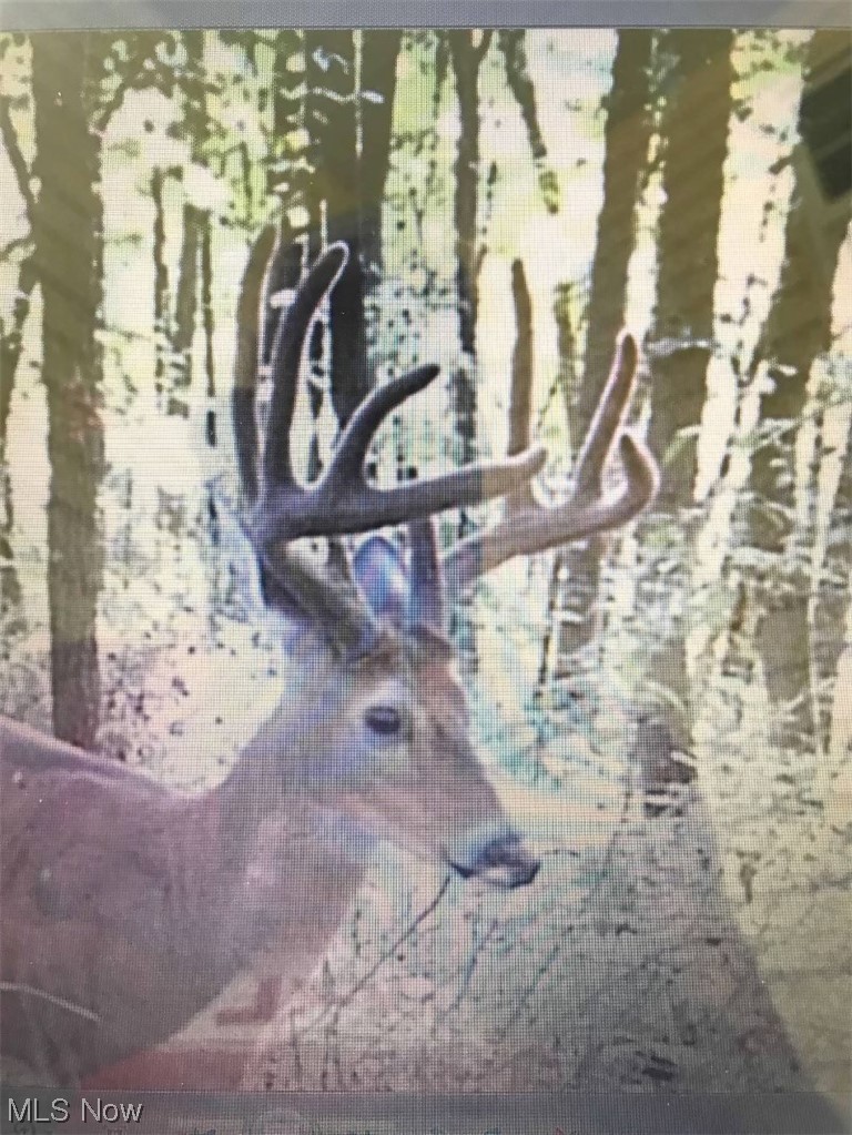 Angel Valley Road Stone Creek, OH 43840 - Photo 3 of 14 Caught on trail cams.