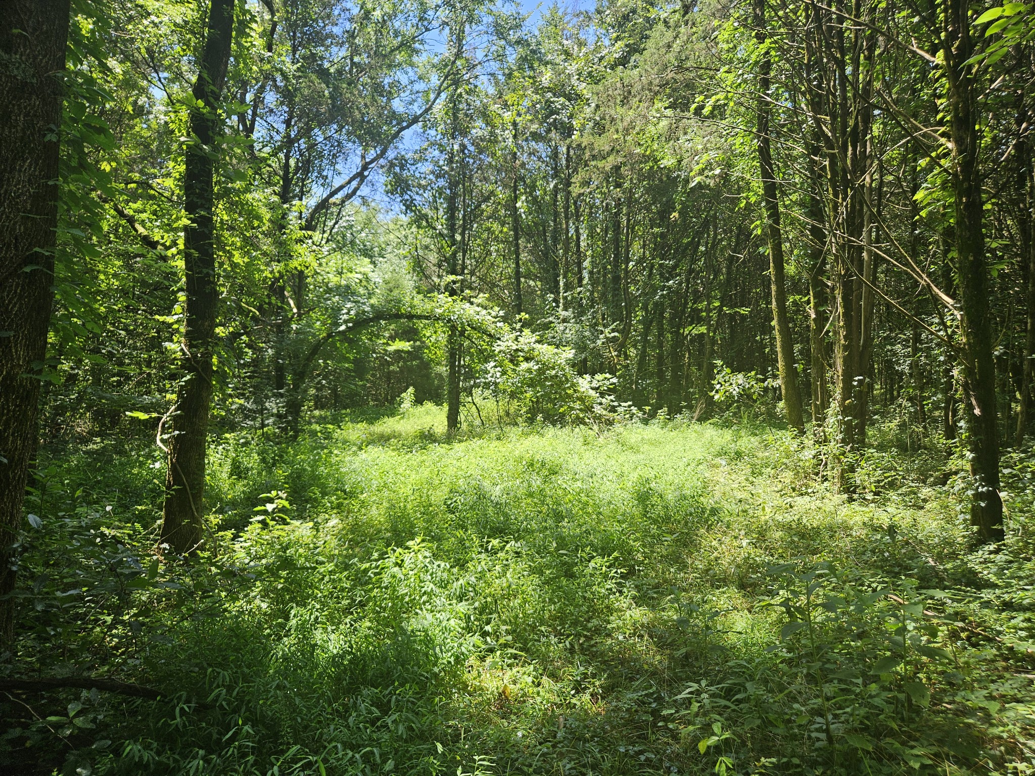 3720 Southeast Tater Peeler Road Lebanon, TN 37090 - Photo 4 of 20