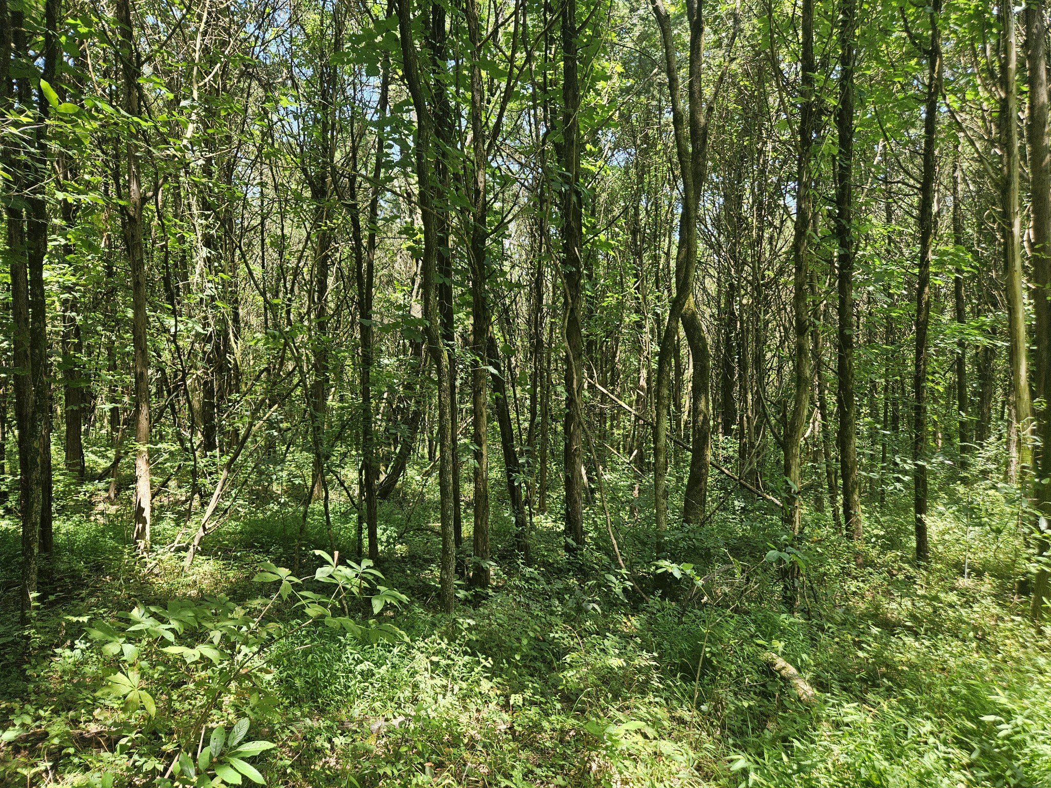 3720 Southeast Tater Peeler Road Lebanon, TN 37090 - Photo 6 of 20