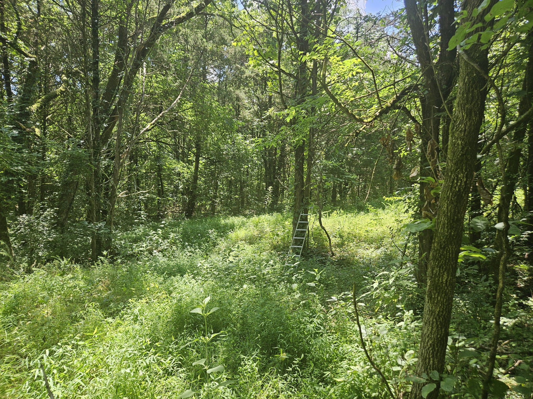 3720 Southeast Tater Peeler Road Lebanon, TN 37090 - Photo 7 of 20