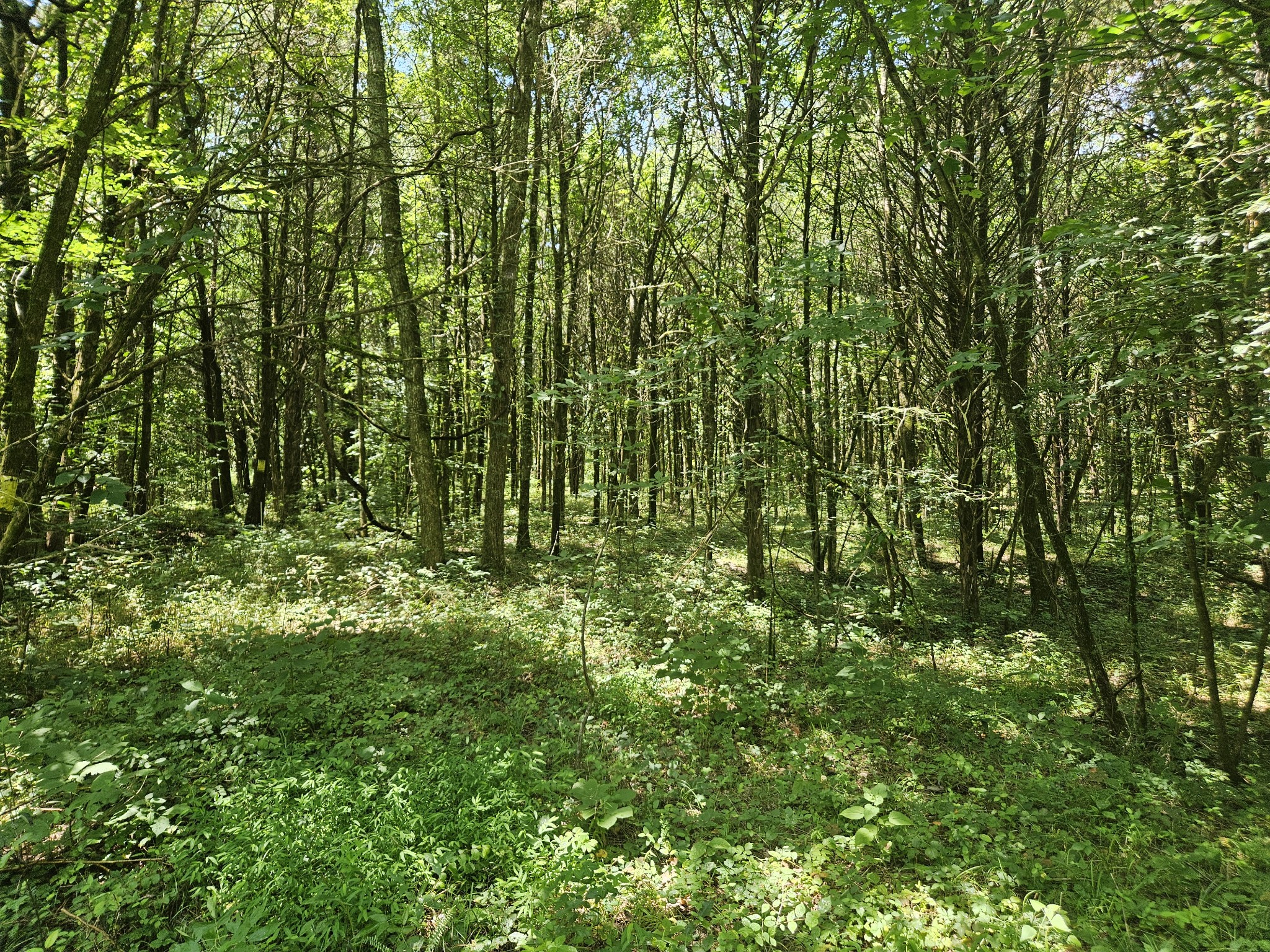 3720 Southeast Tater Peeler Road Lebanon, TN 37090 - Photo 8 of 20