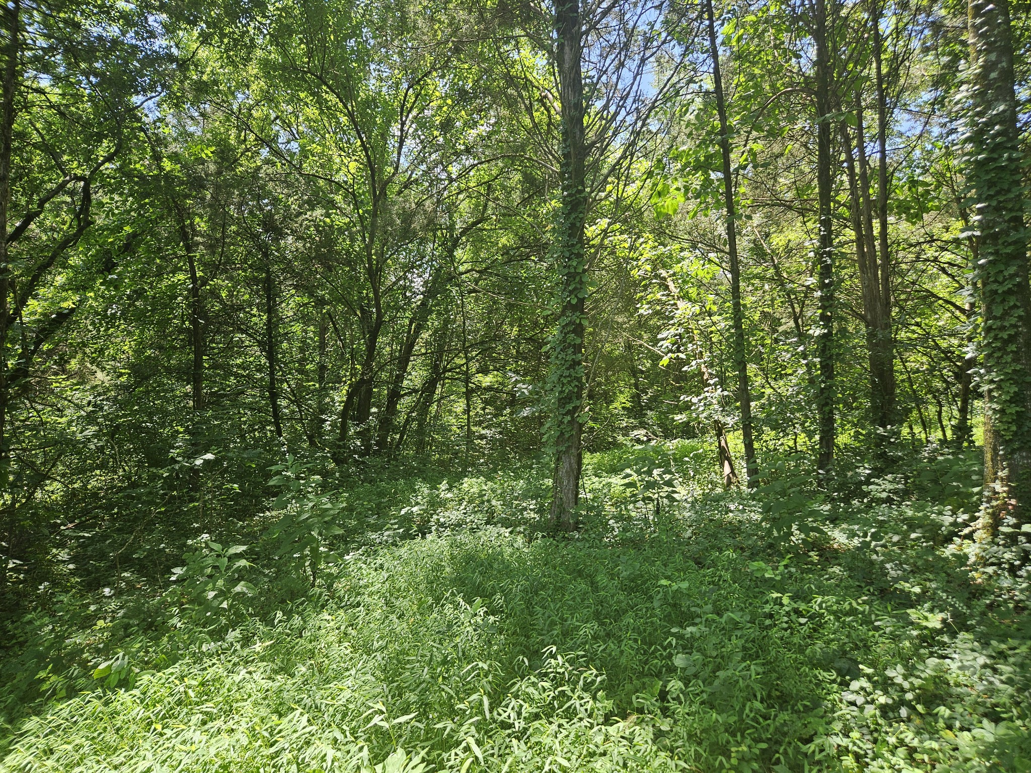 3720 Southeast Tater Peeler Road Lebanon, TN 37090 - Photo 9 of 20