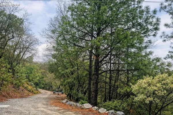 a view of a road with plants and large trees
