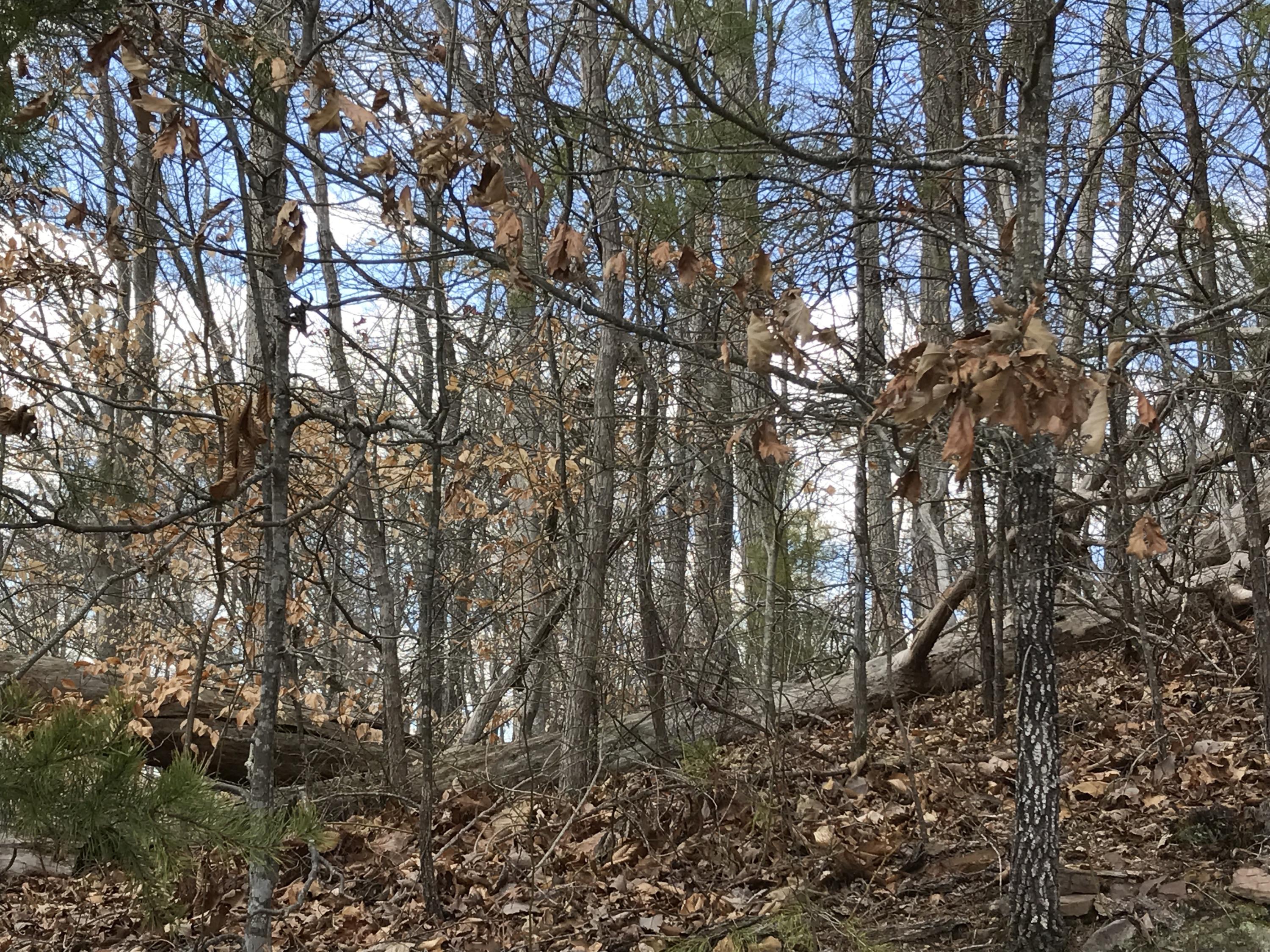 Big Ridge Point Sharps Chapel, TN 37866 - Photo 4 of 6 Wooded Lot w/ Norris Lake View