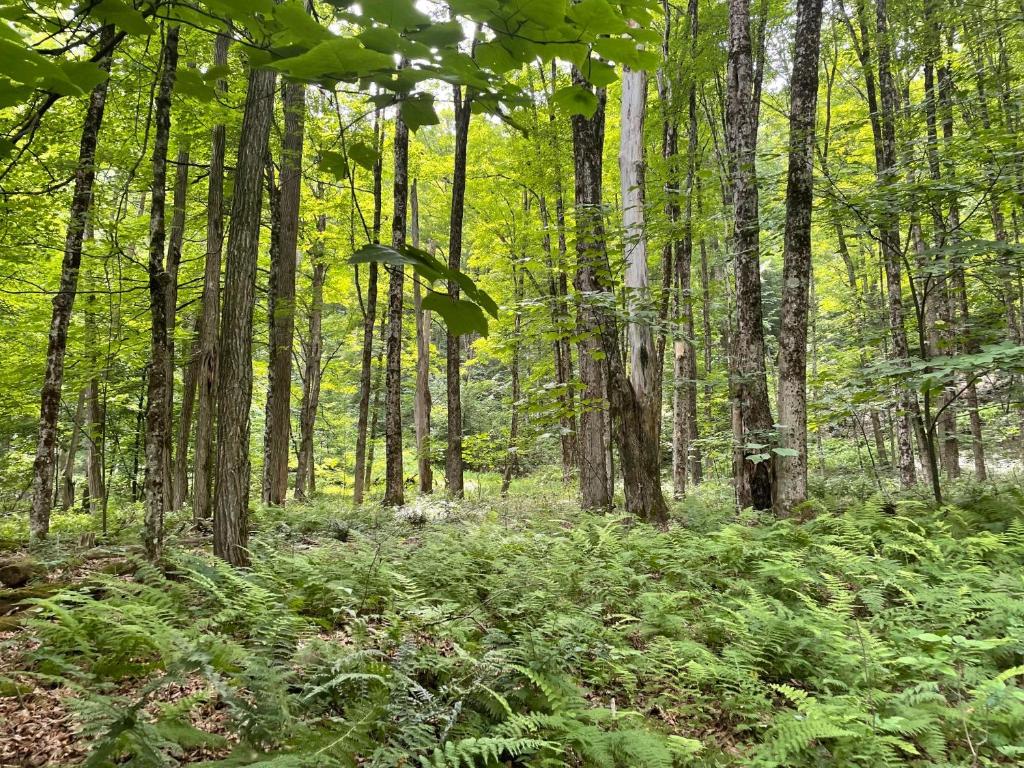 0 Todd Road Milford, NY 13807 - Photo 2 of 5