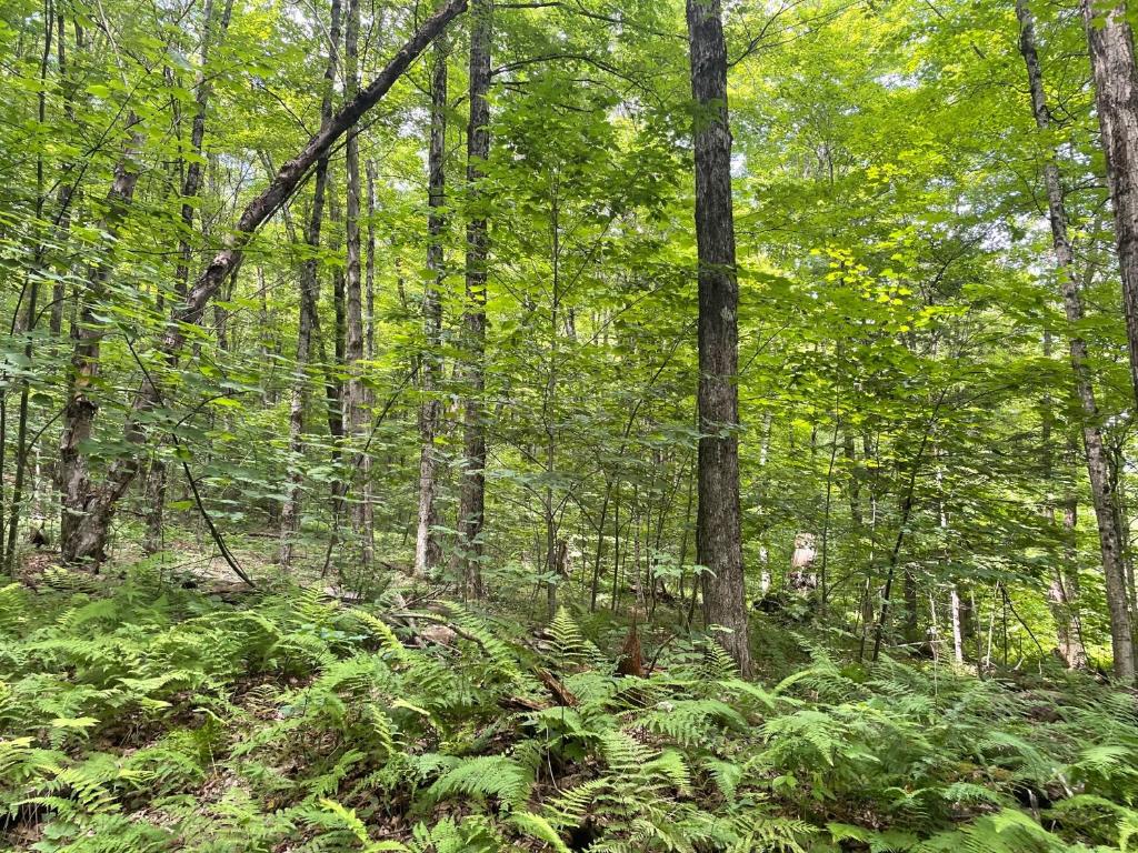 0 Todd Road Milford, NY 13807 - Photo 4 of 5