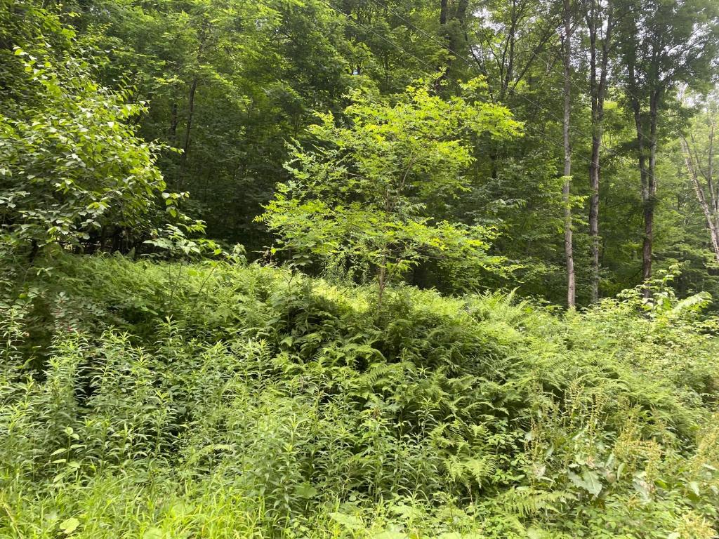 0 Todd Road Milford, NY 13807 - Photo 5 of 5