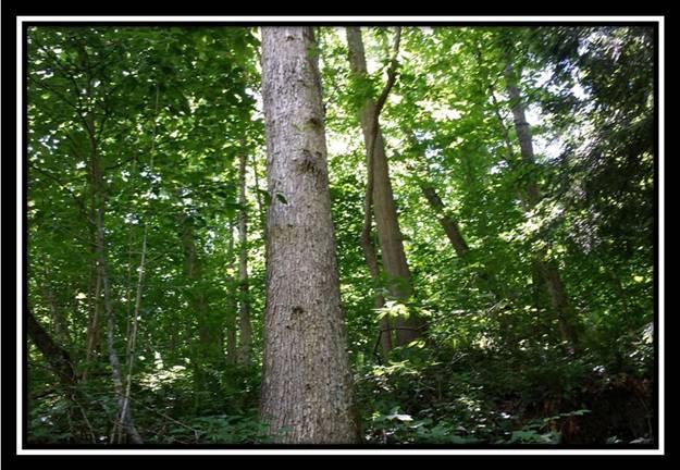 41346 Baker Road Pomeroy, OH 45769 - Photo 8 of 8