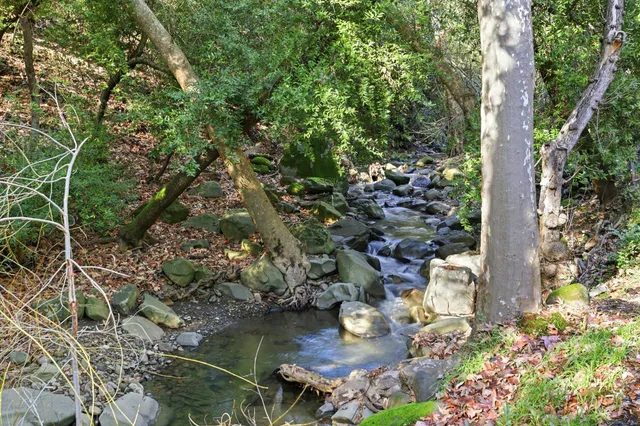 a view of a yard with plants and large trees