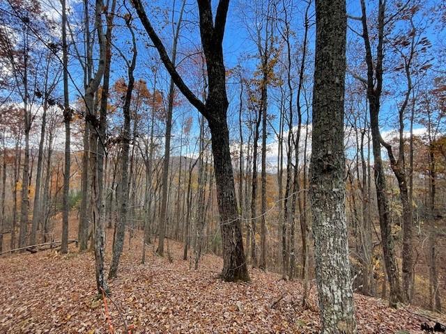 596 Ripshin Mountain Road Blue Ridge, GA 30513 - Photo 16 of 19 a view of a forest with large trees