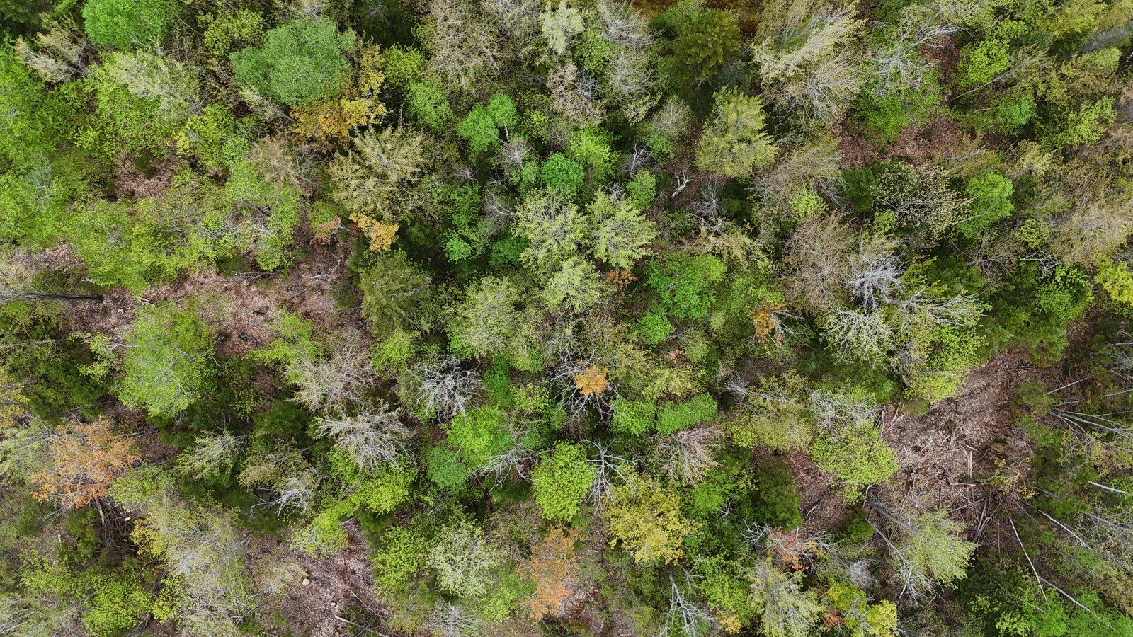 69 Tory Hill Road Phillips, ME 04966 - Photo 20 of 29 20-Trees