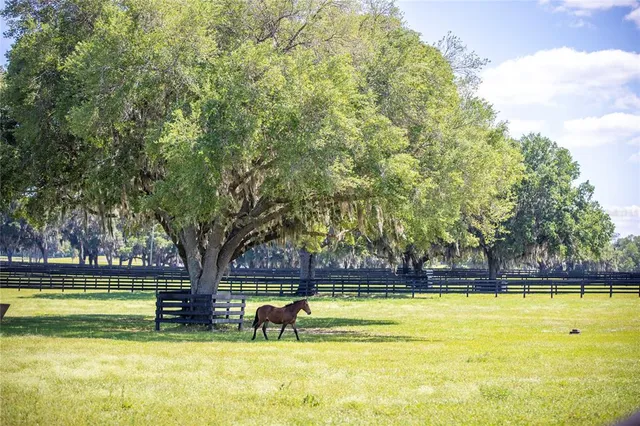 a view of swimming pool with trees in the background