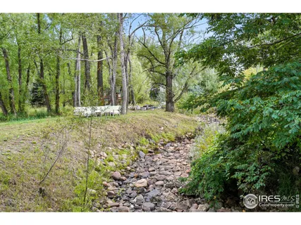 a view of a yard with plants and large trees