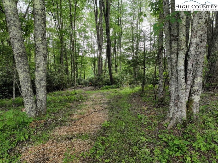 1762 Ripshin Mountain Road Roan Mountain, TN 37687 - Photo 10 of 21 a view of a lush green forest