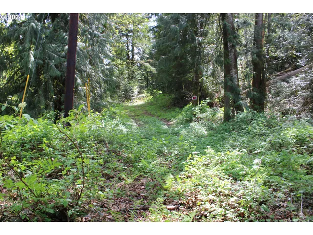 a view of a lush green forest