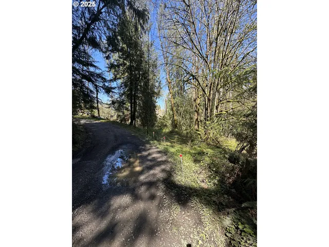 a view of a forest with trees